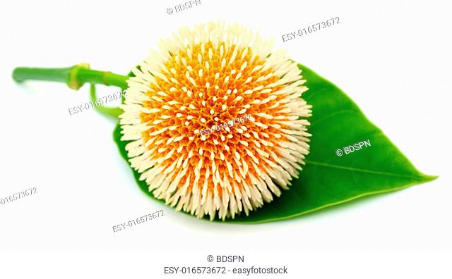 Neolamarckia cadamba or Kodom flower of Bangladesh