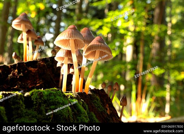 Family of mushrooms on a tree trunk in the forest