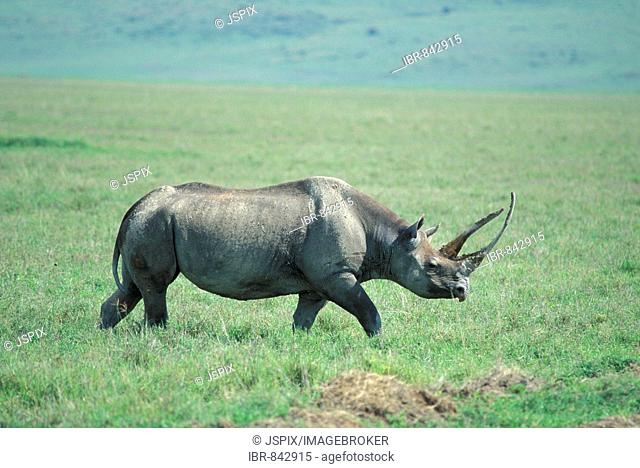 Black Rhinoceros (Diceros bicornis), adult cow, Ngorongoro, Tansania, Africa
