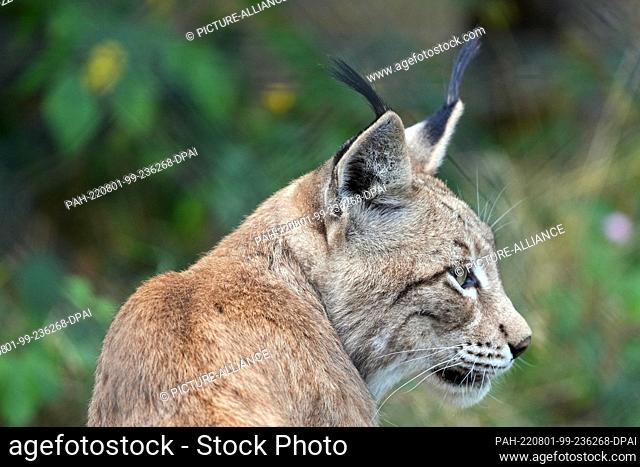 01 August 2022, Brandenburg, Schorfheide/Ot Groß Schönebeck: The female lynx Luna sits in the forest in the Schorfheide Wildlife Park