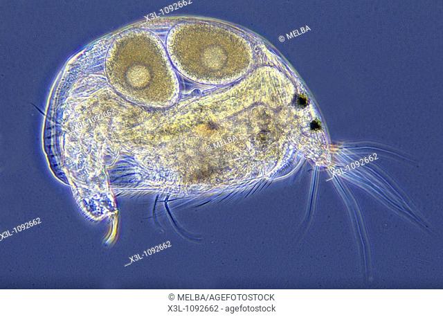 Alona sp Water flea with eggs Copepod Crustacean Invertebrate Optic microscopy