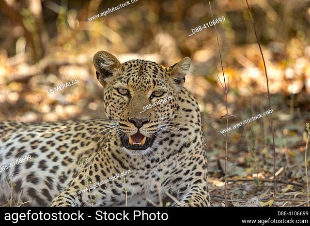 Africa, Zambia , South Luangwa National Park, Leopard (Panthera pardus pardus), resting leopard , lying on the ground