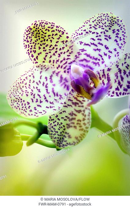 Phalaenopsis cultivar, Orchid, Moth orchid, White subject