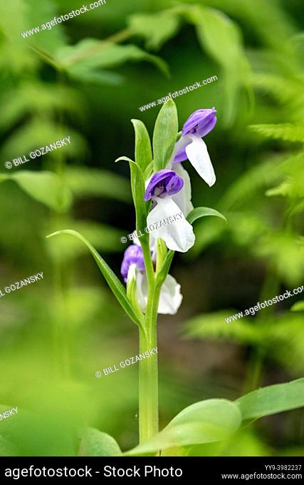 Showy Orchis (Galearis spectabilis) - Hendersonville, North Carolina, USA