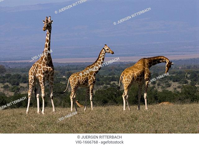 Reticulated Giraffe, Giraffa camelopardalis reticulata, Laikipia, Sweetwaters Privat RESERVE, KENYA, Africa - SWEETWATERS, LAIKIPIA, KENYA, 24/09/2008