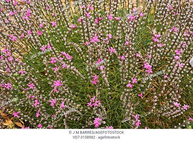 Prickly thrift (Acantholimon armenum) is a cushion-like shrub native to western Asia
