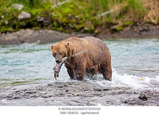 Alaska , Katmai National Park and Preserve , McNeil River Bear Viewing and Wildlife Sanctuary , falls of the Mc Neil river