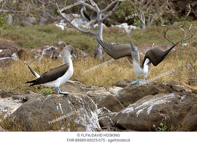 Blue footed booby, Sula Nebouxii excisa, displaying male Galapagos islands
