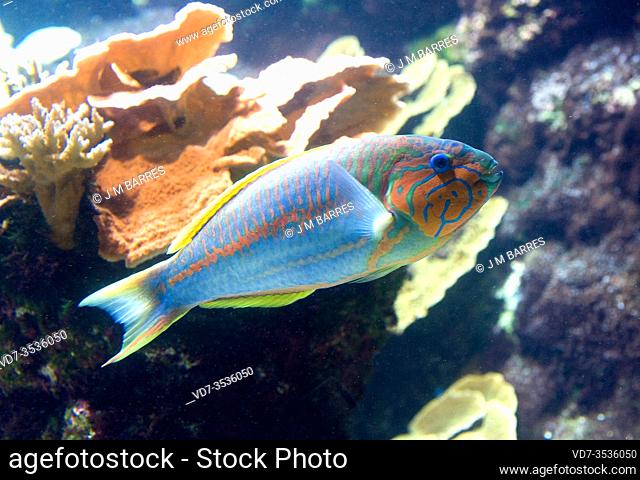 Klunzinger's wrasse or Rupple's wrasse (Thalassoma klunzingeri or Thalassoma ruepellii) is a marine fish endemic to Red Sea
