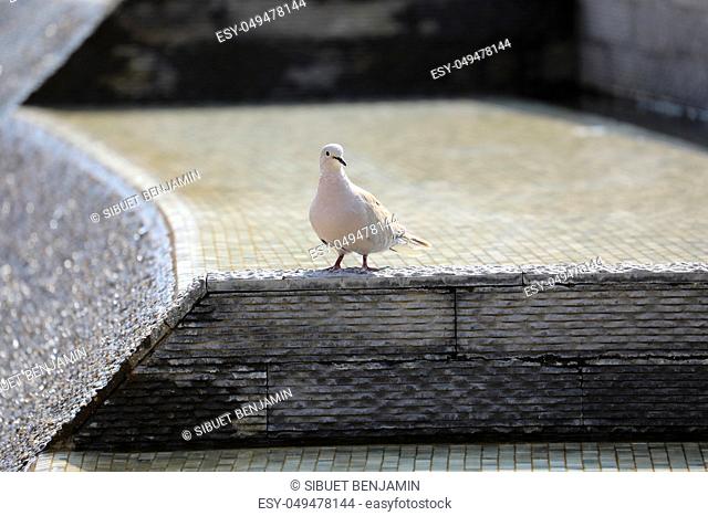 Beautiful Eurasian Collared Dove Standing In The Mosaic Fountain, Close Up View