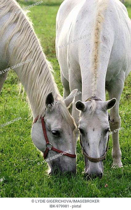 White Kladruber horses from Kladruby nad Labem national stud farm, Pardubice region, Bohemia, Czech Republic, Europe