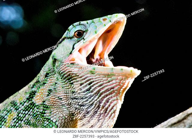 Many-colored Bush Anole with open mouth