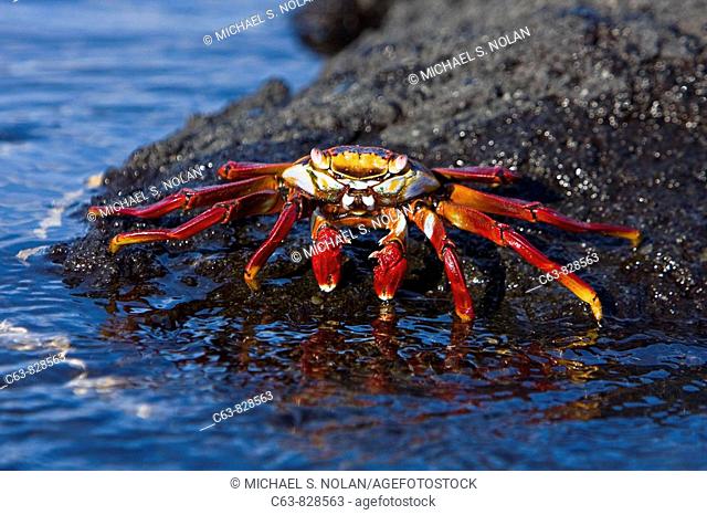 Sally lightfoot crab (Grapsus grapsus) in the litoral of the Galapagos Island Archipeligo, Ecuador. Pacific Ocean. This bright red crab is one of the most...