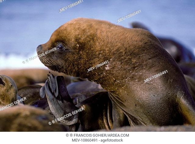 South American / Southern / Patagonian Sealion - Young male (Otaria flavescens). Coast of Patagonia, Argentina. Latin formerly Otaria byronia
