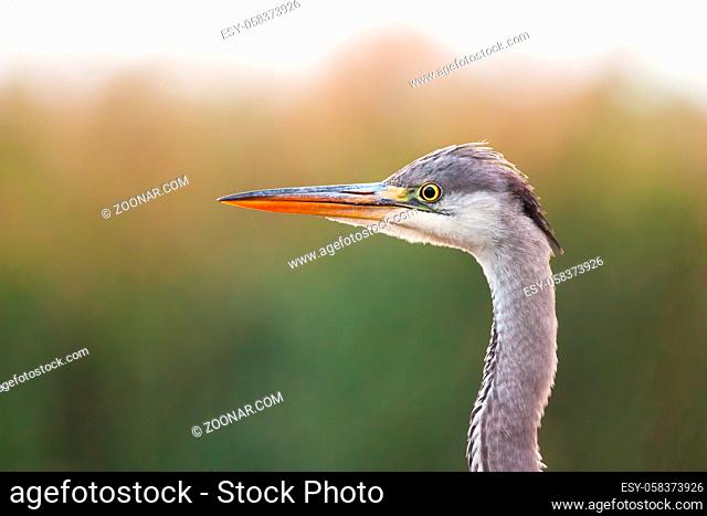 Interested grey heron, ardea cinerea, observing surroundings in summer wetland. Close-up of large bird with gray plumage watching around with reed blurred in...