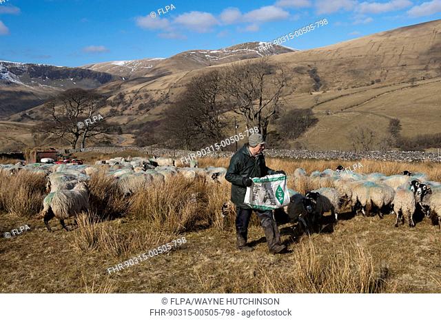 Sheep farming, shepherd feeding Swaledale ewes on moorland in late winter, Cumbria, England, April