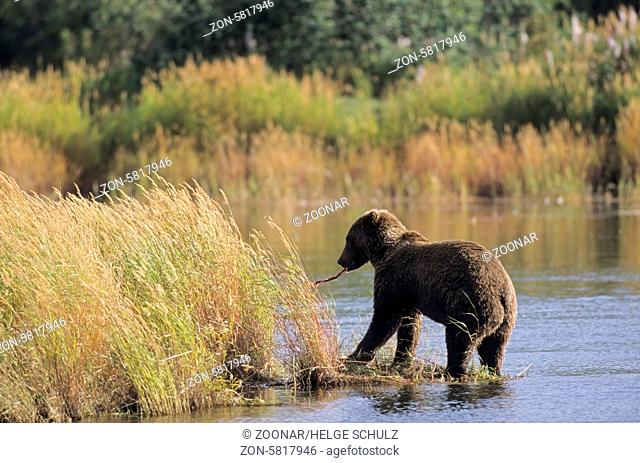 Grizzlybaer mit erbeutetem Blaurueckenlachs - (Braunbaer) / Grizzly Bear with capturing Sockeye Salmon - (Grizzly - Brown Bear) / Ursus arctos - Oncorhynchos...