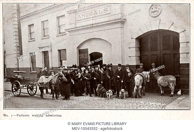 Queues waiting for admission at the animal dispensary for the poor: Our Dumb Friends League at Victoria, London. (Later named The Blue Cross)