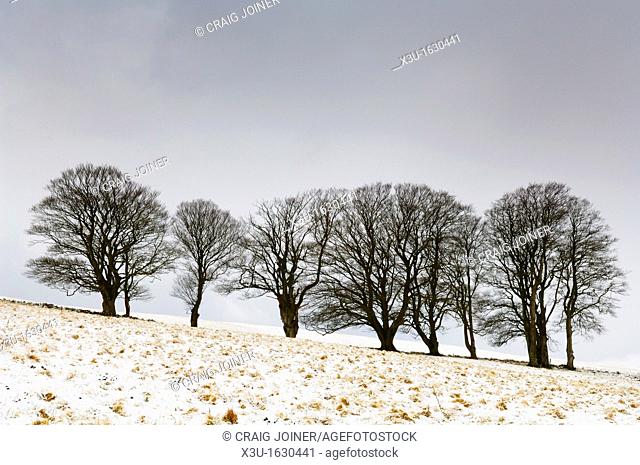 Beech trees stand in a field on North Hill in fresh snow near Priddy on the Mendip Hills, Somerset, England, United Kingdom