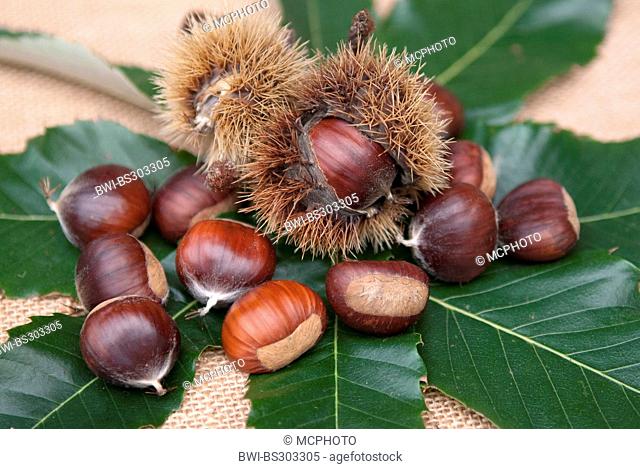 Spanish chestnut, sweet chestnut (Castanea sativa 'Ecker 1', Castanea sativa Ecker 1), cultivar Ecker 1, fruits with husk on a leaf