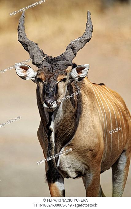 Giant Eland Taurotragus derbianus adult male, with mud on horns, Fatalah Reserve, Senegal, january