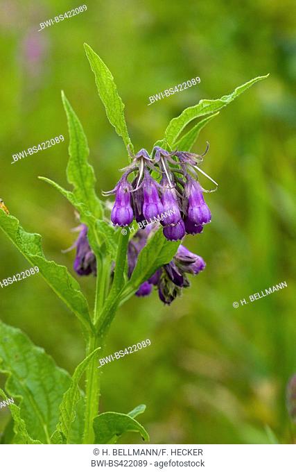 common comfrey (Symphytum officinale), blooming, Germany