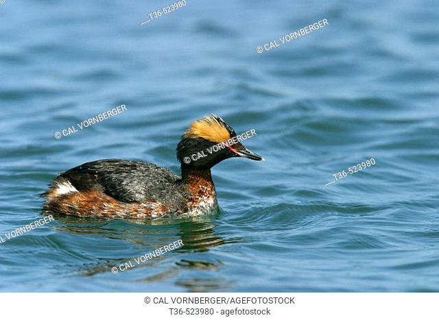 A male Horned Grebe (Podiceps auritus) in breeding plumage on the Jones Beach Inlet on Long Island in New York State. USA