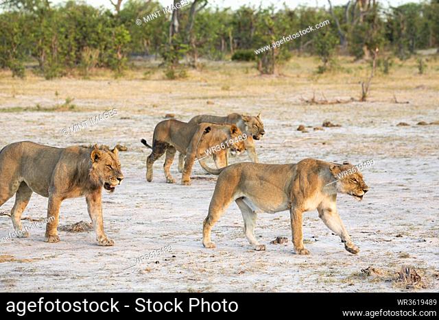 A pride of female lions walking across open space at sunset