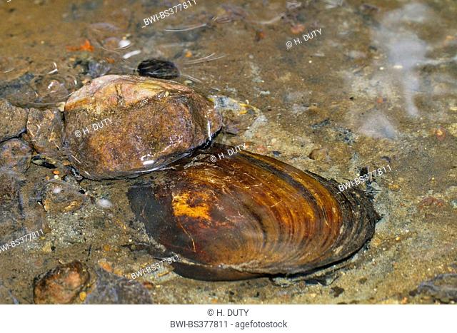 swan mussel (Anodonta cygnea), in shallow water, Germany, Mecklenburg-Western Pomerania