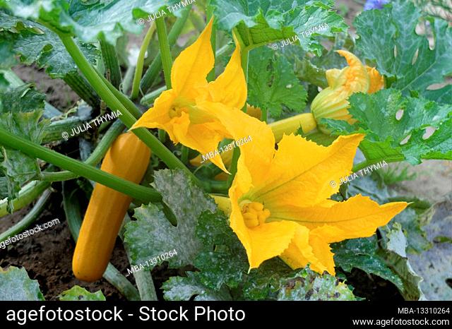 Zucchini Gold Rush with yellow fruits and flowers