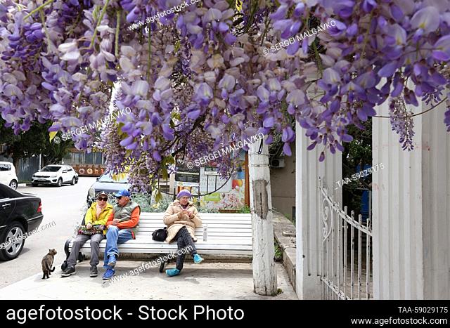 RUSSIA, REPUBLIC OF CRIMEA - MAY 12, 2023: People sit on bench by a blooming Wisteria in the village of Simeiz. Sergei Malgavko/TASS