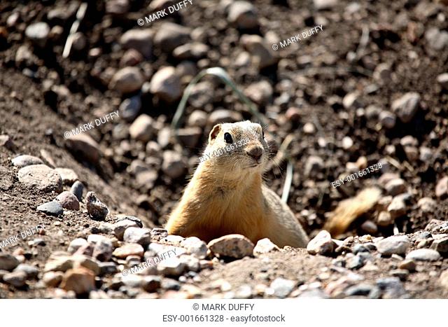 Gopher peaking from hole in road in scenic Saskatchewan