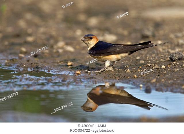 Red-rumped Swallow, Bulgaria / Hirundo daurica / side