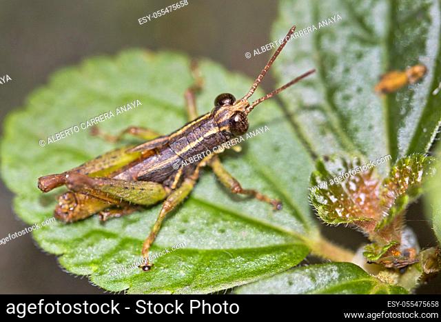 Grasshopper, Tropical Rainforest, Corcovado National Park, Osa Conservation Area, Osa Peninsula, Costa Rica, Central America, America