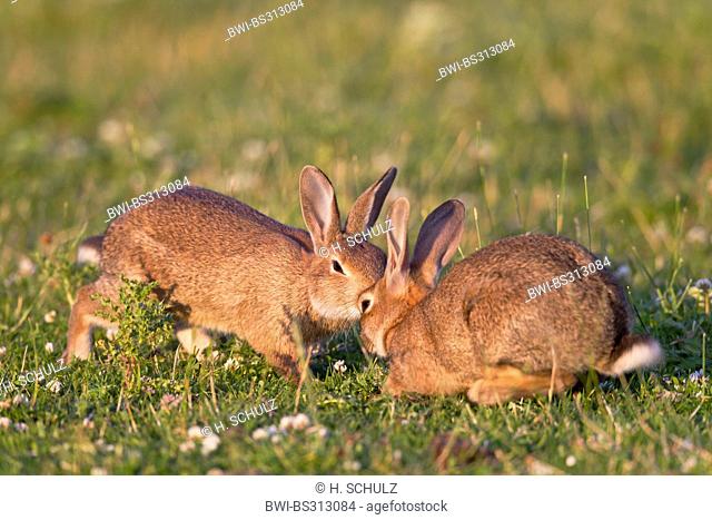 European rabbit (Oryctolagus cuniculus), two young rabbits playing together in a meadow, Germany, Schleswig-Holstein
