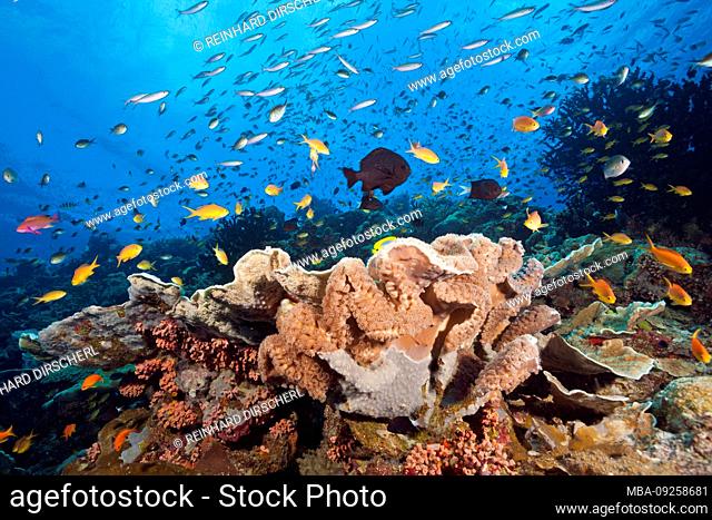 Species-rich Coral Reef, Tufi, Solomon Sea, Papua New Guinea