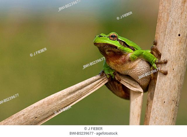 European treefrog, common treefrog, Central European treefrog Hyla arborea, sitting in reed bank, Germany, Rhineland-Palatinate