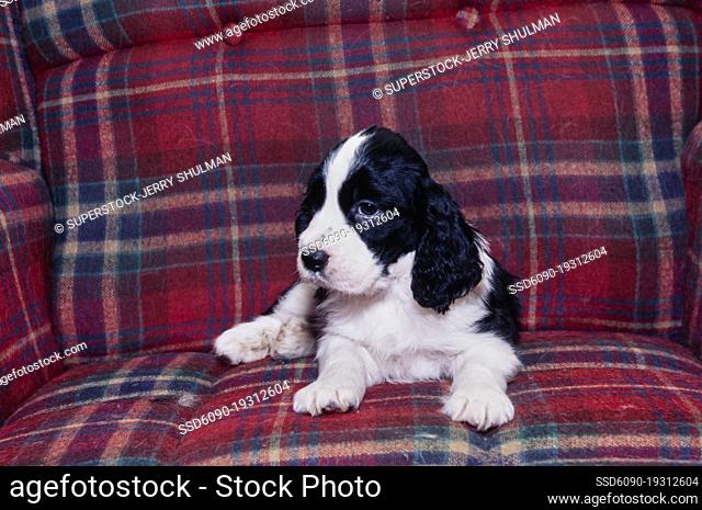An English springer spaniel puppy dog laying on a plaid sofa