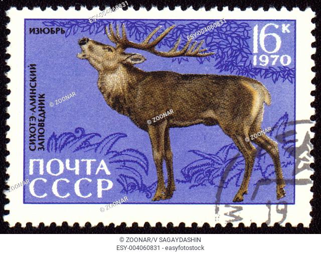 USSR - CIRCA 1970: post stamp printed in USSR shows Siberian stag