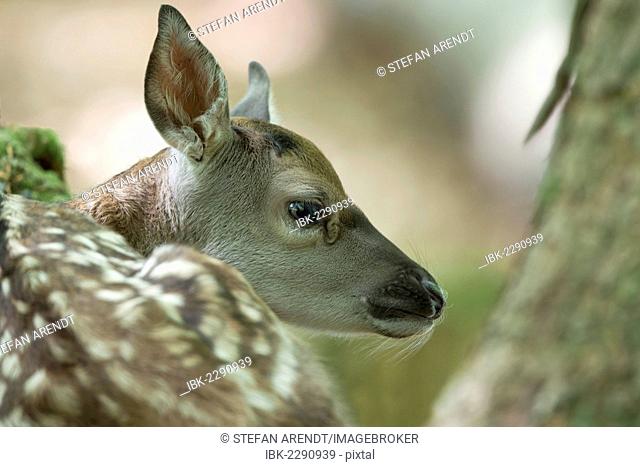 Fallow deer (Dama dama), fawn, Neuschoenau outdoor animal enclosure, Bavarian Forest, Bavaria, Germany, Europe, PublicGround