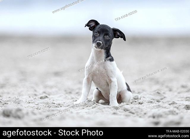Jack-Russell-Terrier-Mongrel Puppy