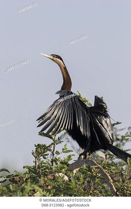 Africa, Ethiopia, Rift Valley, Ziway lake, African darter (Anhinga rufa), drying the plumage