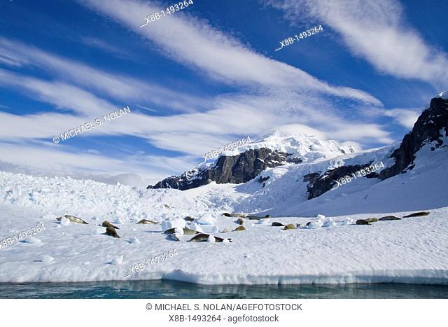 Crabeater seals Lobodon carcinophaga hauled out on ice floe near Cuverville Island in the Antarctic Peninsula  MORE INFO Crabeater seals often exhibit spiral...