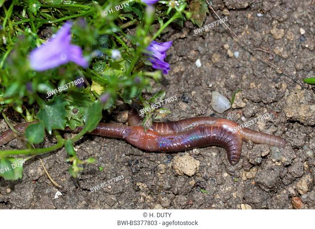common earthworm, earthworm; lob worm, dew worm, squirreltail worm, twachel (Lumbricus terrestris), earthworms at mating, Germany, Mecklenburg-Western Pomerania