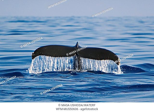 Humpback Whale Lobtailing, Megaptera novaeangliae, Pacific Ocean, Hawaii, USA