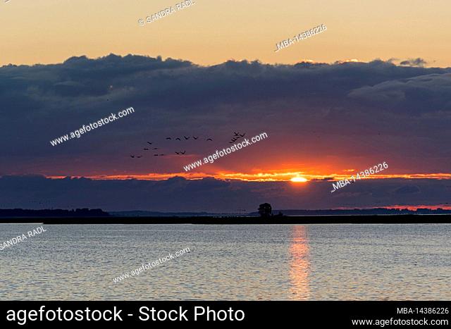 Sunrise over the Barther Bodden near Zingst, migrating cranes, Baltic Sea, Germany, Mecklenburg-Vorpommern, National Park Vorpommersche Boddenlandschaft