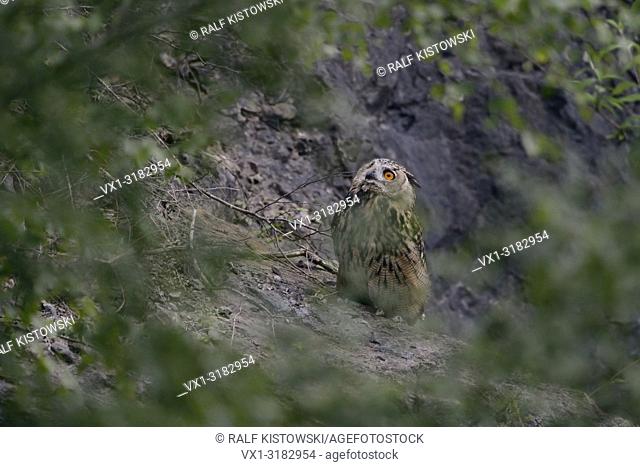 Northern Eagle Owl ( Bubo bubo ) sitting hidden behind bushes, looks up with its bright orange eyes.