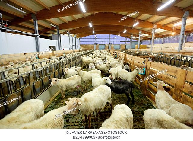 Sheep farm  Latxa breed  Gomiztegi Baserria, Arantzazu, Oñati, Gipuzkoa, Basque Country, Spain