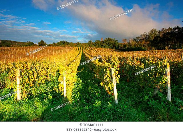 Rows of vines to sunset