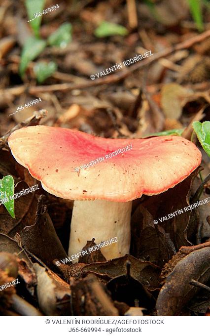 Sickener mushroom (Russula emetica). La Dehesa